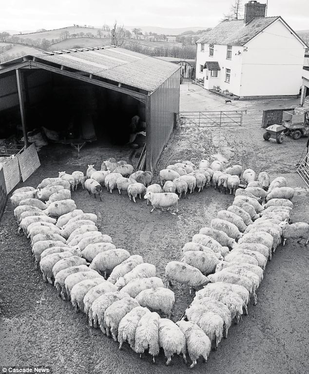 pecoresanvalentino Il gregge di pecore a forma un cuore per San Valentino non è Sardo: Ecco la verità sulla foto che ha fatto il giro del web.