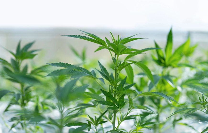 cannabisgiardinoDe